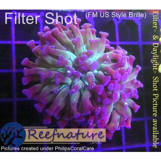 H6-R1-2 WYSIWYG - Euphyllia paraancora purple 2 Köpfe