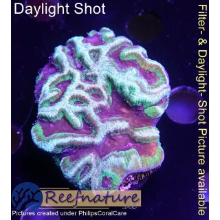 H6-R1-2 WYSIWYG - Platygyra sp,