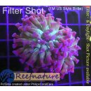 H6-R1-2 WYSIWYG - Euphyllia paraancora purple 2 Köpfe