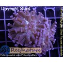 H6-R1-2 WYSIWYG - Euphyllia paraancora purple 2 Köpfe