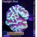 H6-R1-2 WYSIWYG - Platygyra sp,