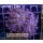 H6-R1-2 WYSIWYG - Euphyllia paraancora purple 2 Köpfe