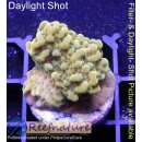 Montipora CrazyT