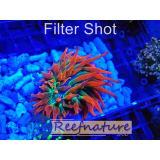 Reefnature Meerwasser Shop Korallen Anemonen