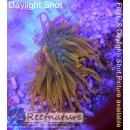 Entacmaea quadricolor Sunburst Small 5-10cm