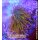 Entacmaea quadricolor Sunburst Small 3-6cm