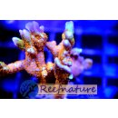 Montipora Bubble Gum small bis 4cm