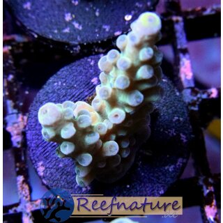 Acropora Austera, blaue Polypen (Australien) medium ab 5cm