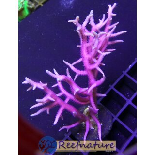 Seriatopora hystrix Pink - ChristusdornKoralle Pink small bis 4cm