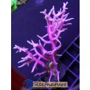 Seriatopora hystrix Pink - ChristusdornKoralle Pink small...