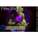 Euphyllia glabrescens Indo Dragon Soul Torch, 2 heads not...