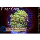 Euphyllia glabrescens Indo Dragon Soul Torch, 3 heads not...