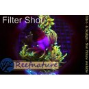 Euphyllia glabrescens Indo Dragon Soul Torch, 3 heads not...