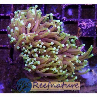 Euphyllia glabrescens Indo Dragon Soul Torch, 3 heads not fragable