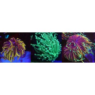 Euphyllia glabrescens SET