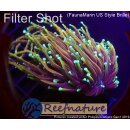 Euphyllia glabrescens Indo Dragon Soul Torch, 3-4 heads...