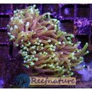 Euphyllia glabrescens Indo Dragon Soul Torch, 3-4 heads not fragable