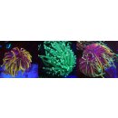 Euphyllia glabrescens SET