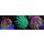 Euphyllia glabrescens SET
