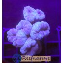 Caulastrea Tumida Blau - Fingerkoralle Medium (min....