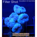 Caulastrea Tumida Blau - Fingerkoralle Medium (min....