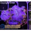 B2-R1-1 WYSIWYG - Discosoma Jawbreaker "Ice -Blue Metallic"
