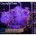 B2-R1-1 WYSIWYG - Discosoma Jawbreaker "Ice -Blue Metallic"