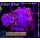 B2-R1-1 WYSIWYG - Discosoma Jawbreaker "Ice -Blue Metallic"