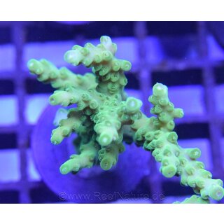 Acropora Gomezi Grün