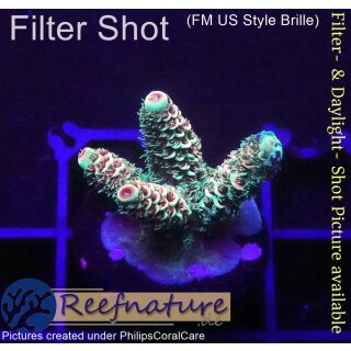 4B4-5 WYSIWYG - Acropora millepora, Höhe 22mm
