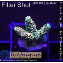 4B4-5 WYSIWYG - Acropora millepora, Höhe 22mm
