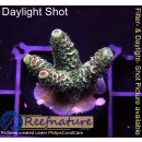 4B4-5 WYSIWYG - Acropora millepora, Höhe 22mm