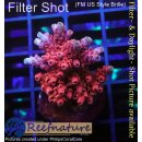 4B4-5 WYSIWYG - Acropora Red Planet, Höhe 36mm