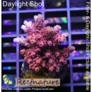 4B4-5 WYSIWYG - Acropora Red Planet, Höhe 36mm