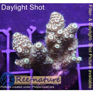 4B5-2 WYSIWYG - Acropora millepora gelb Höhe 37mm