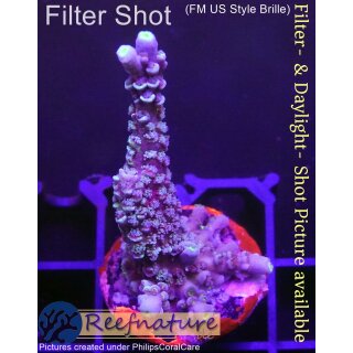 4B5-2 WYSIWYG - Acropora sp. Höhe 44mm