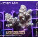 4B5-2 WYSIWYG - Acropora millepora gelb Höhe 37mm