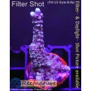 4B5-2 WYSIWYG - Acropora sp. Höhe 44mm