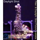 4B5-2 WYSIWYG - Acropora sp. Höhe 44mm
