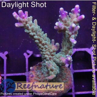 4B5-3 WYSIWYG - Acropora nana,  Höhe 54mm