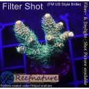 4B5-3 WYSIWYG - Acropora millepora sunset  Höhe 32mm