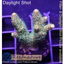 4B5-3 WYSIWYG - Acropora millepora sunset  Höhe 32mm