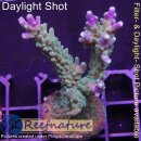 4B5-3 WYSIWYG - Acropora nana,  Höhe 54mm