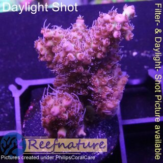 4B5-4 WYSIWYG - Acropora microclados strawberry shortcake Höhe 39mm