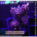 4B5-4 WYSIWYG - Acropora microclados strawberry shortcake Höhe 39mm