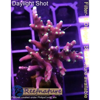 4B5-5 WYSIWYG - Acropora carduus Höhe 43mm
