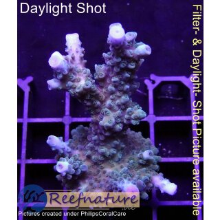 4B5-5 WYSIWYG - Acropora sp. Grün/Blau, Höhe 58mm