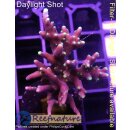 4B5-5 WYSIWYG - Acropora carduus Höhe 43mm