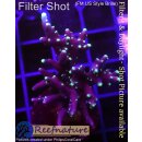 4B5-5 WYSIWYG - Acropora carduus Höhe 43mm