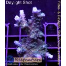 4B5-5 WYSIWYG - Acropora sp. Grün/Blau, Höhe 58mm